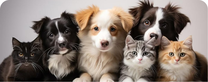Companion animals